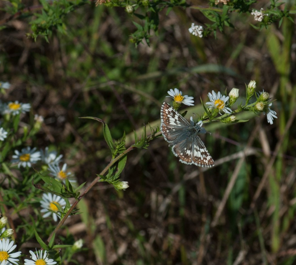 A common checkered skipper at Timber Creek, CAM, photo'd by Chip Krilowicz on 10-4-15
