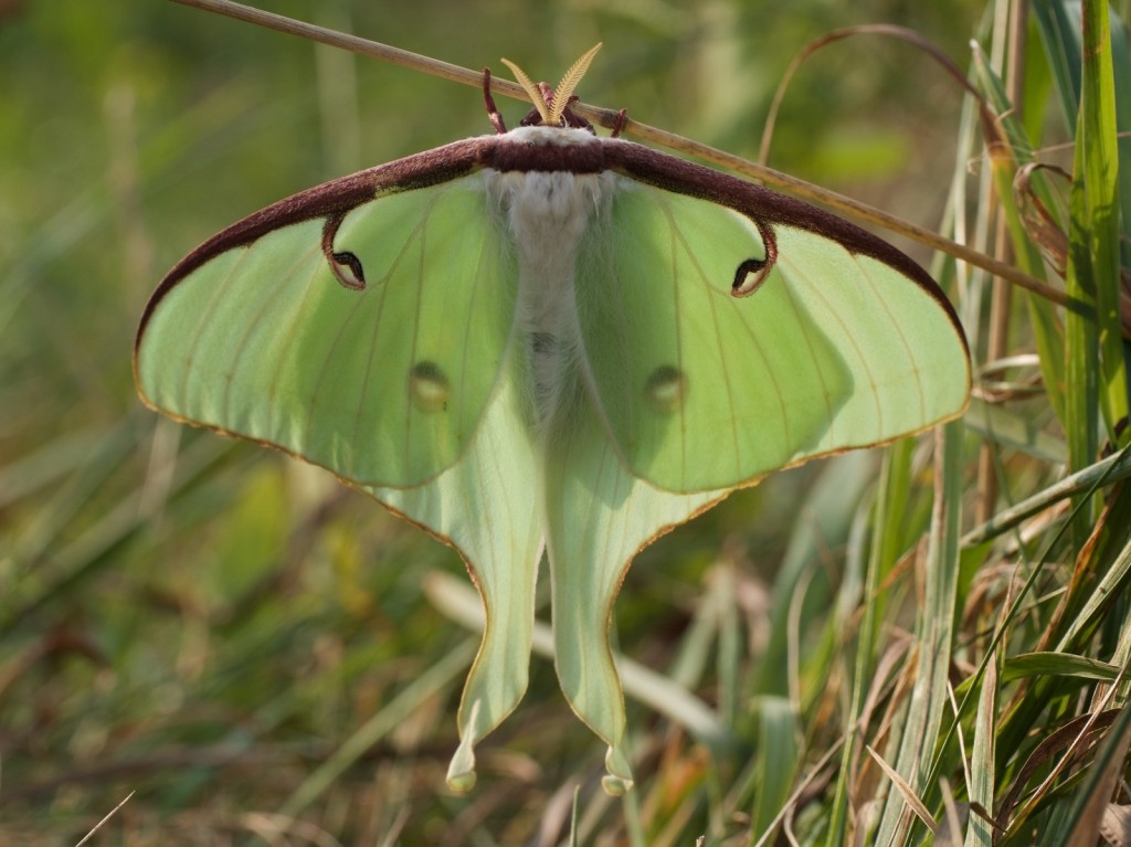 A luna moth photographed by David Reese in his yard in Atlantic County on 9-3-15