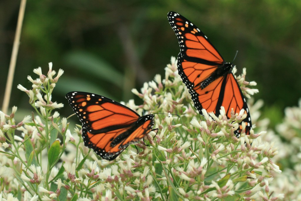 Monarchs were even more numerous, especially males, which seemed to outnumber females at least 5 to 1. 