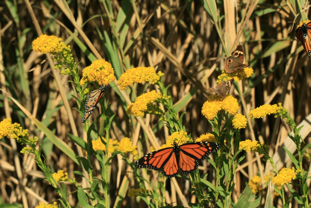 Bay Avenue in Maurice River Township is a wonderful place to study butterfly migration in fall.