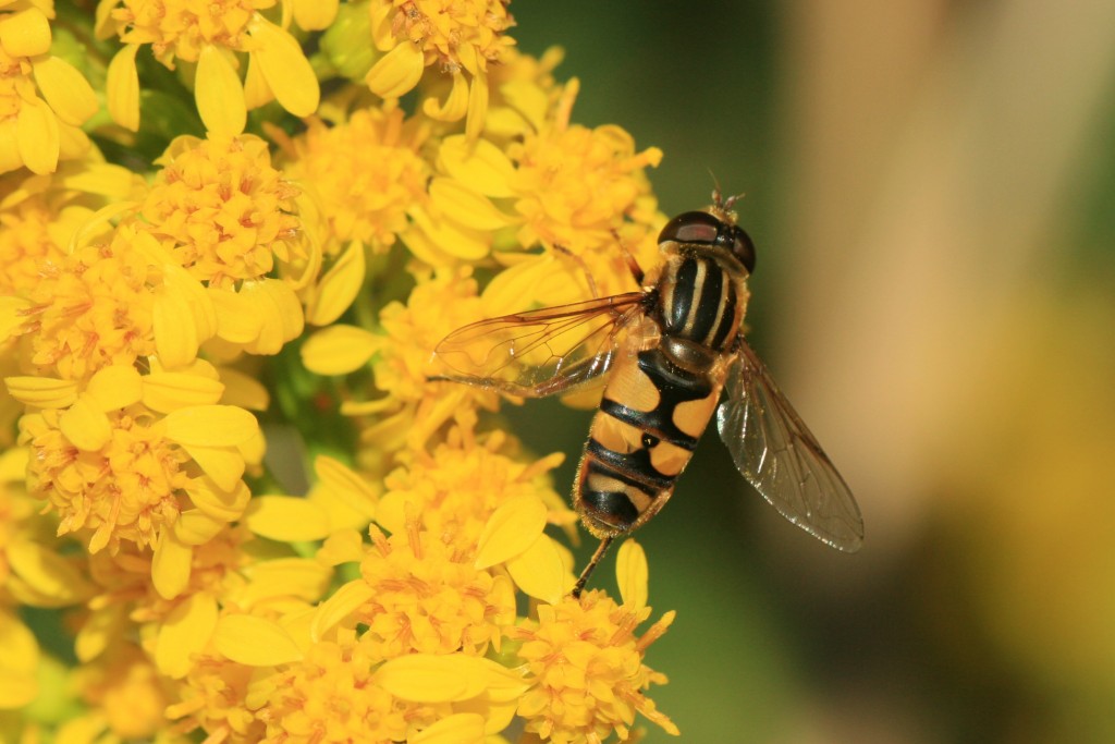 Bee-mimic flower flies (a.k.a hover flies) were abundant. 
