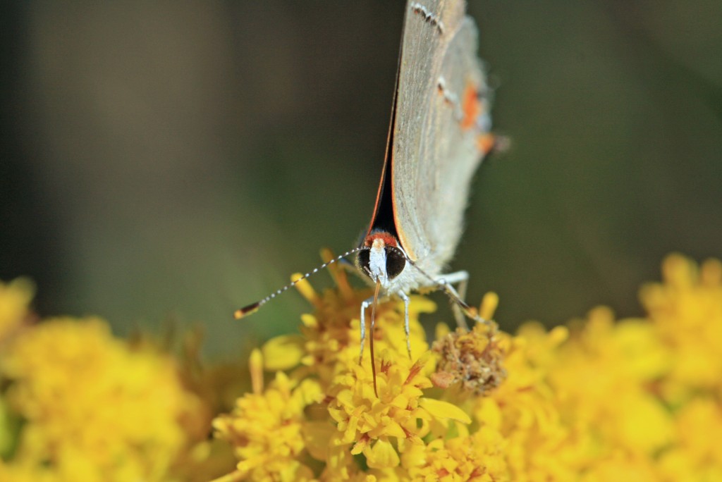Gray hairstreak -- one of many on the day, a species seen at all our stops. 