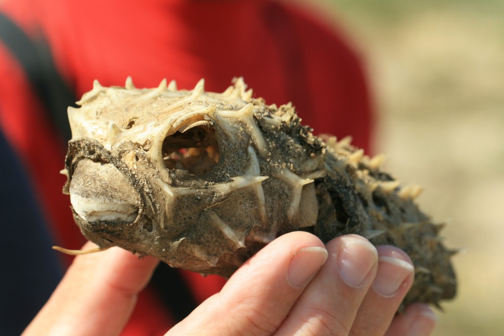 Is this a spiny pufferfish?