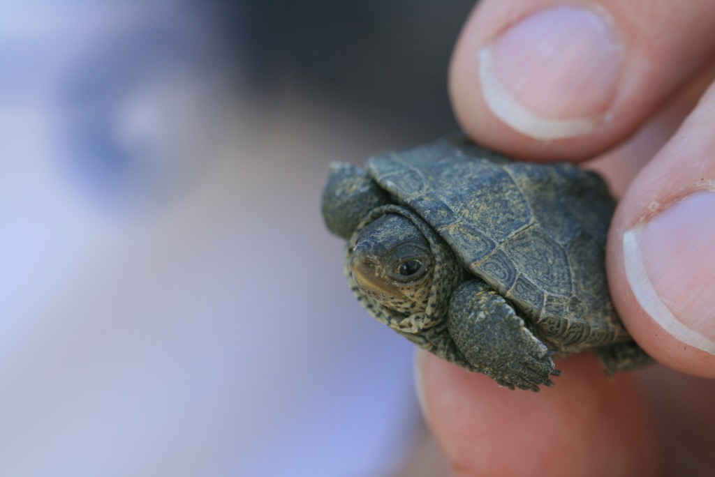 The terrapin released from its trap -- and soon to be set out to swim (probably for the first time in its life). 