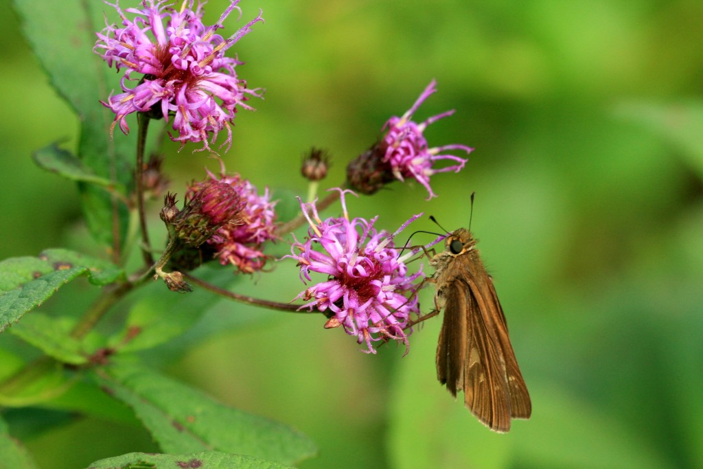 An Ocola skipper was nectaring on New York ironweed in the same ditch that attracted the little yellow. It's been a good year for this southern immigrant. We have had more than a dozen log reports -- and one out-of-area report from Teresa Knipper in her yard in Princeton (Mercer County) on 10/7/15.