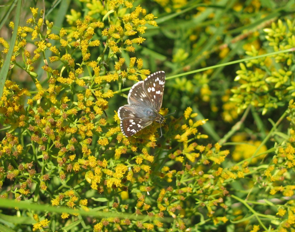 A beautiful shot of common checkered skipper against the goldenrod by Steve Glynn in SAL 9-17-15.