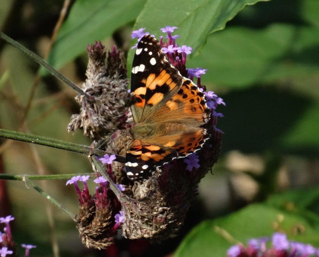 Painted lady at Marilyn Peterson's garden in SAL, photo'd by Sandra Keller on 10-9-15.