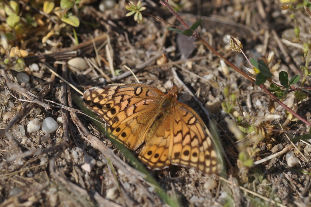 The first variegated fritillary of 2012, photo'd by Will Kerling at Lizard Tail Swamp Preserve on 4-30-12. 