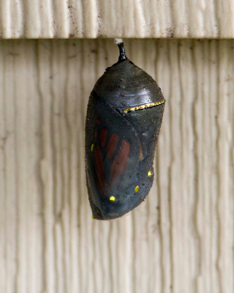 A monarch chrysalis photo'd by Beth Polvino in her garden in North Cape May on 10-26-15.