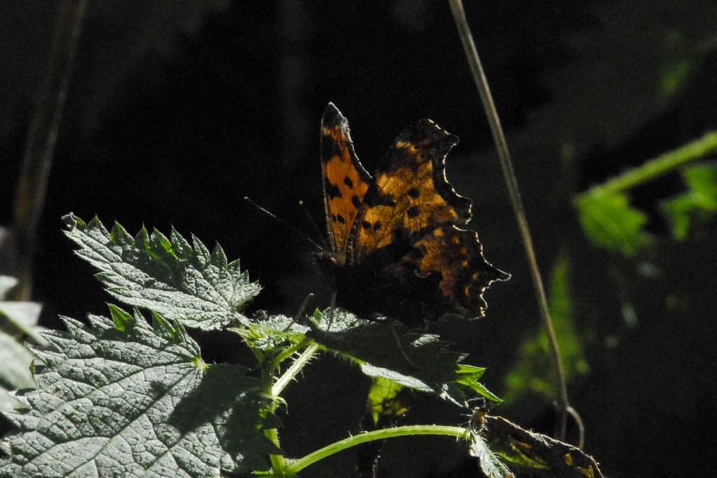 Chip Krilowicz photographed this eastern comma on 11-30-11 at Palmyra Cove, BUR -- our log's latest-ever record (so far). 