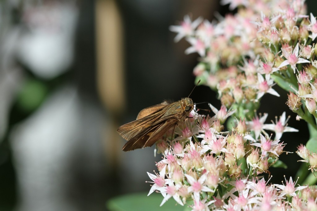 This Ocola skipper was a first for Dave and Pat Amadio's garden in West Deptford, GLO,on 10-11-15.  