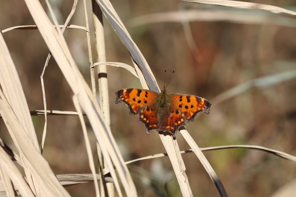 Can we add eastern comma to our all-time December list this month? Dave Amadio photographed this one just last week, 11-26-15, at Wheelabrator Refuge in GLO.