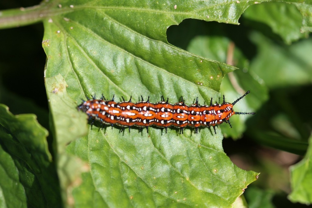 A variegated fritillary caterpillar at Chestnut Branch GLO by David Amadio 10-16-15.