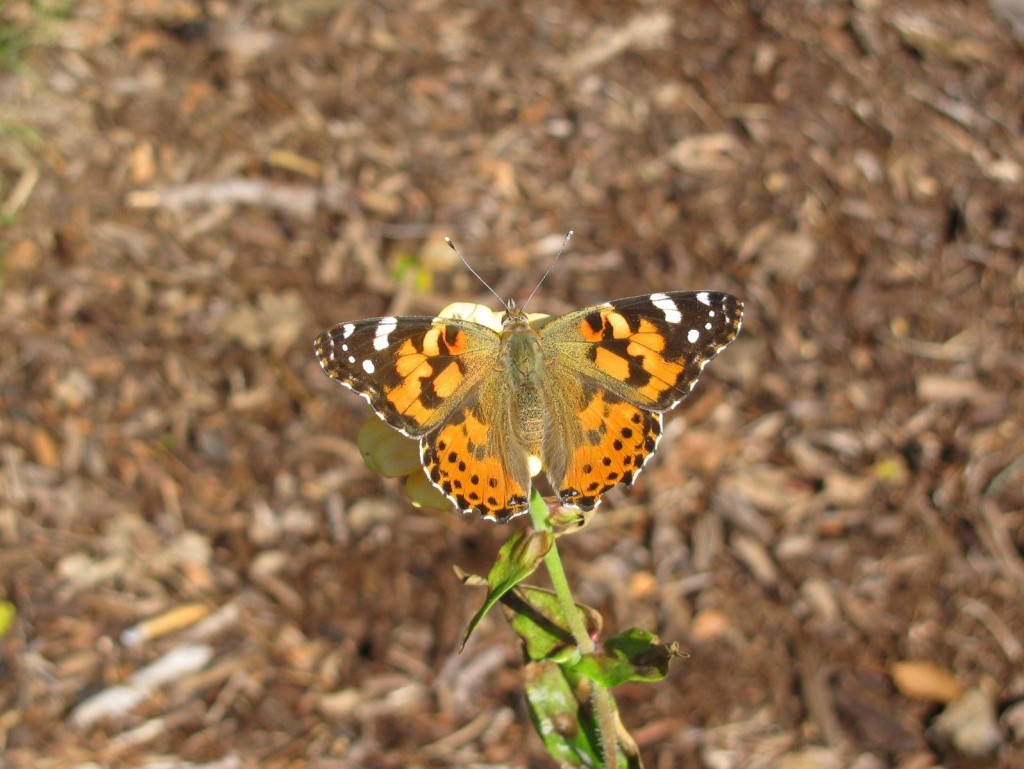 A painted lady at Cape May Point on 10-14-15 by Steve Glynn.