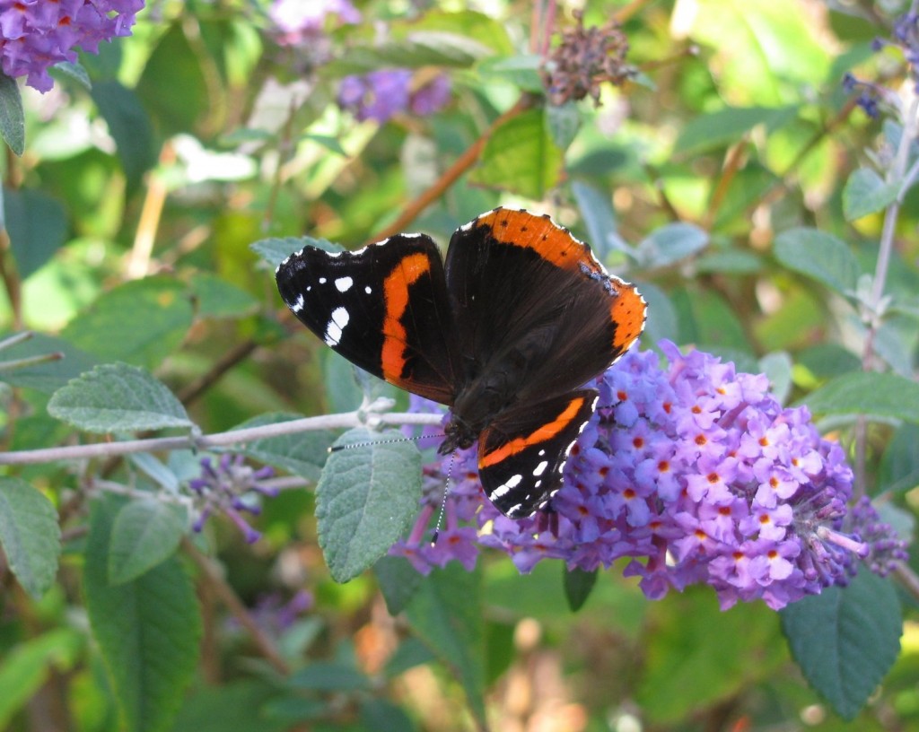 A red admiral at Cape May Point, photo'd by Steve Glynn on 10-21-15.