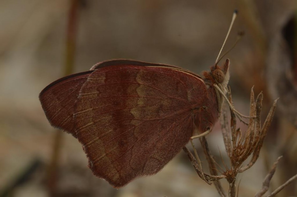 A ventral photo of the same individual at Lizardtail by Will Kerling on 10-25. Will notes it was a cold day and the butterfly was especially cooperative. 