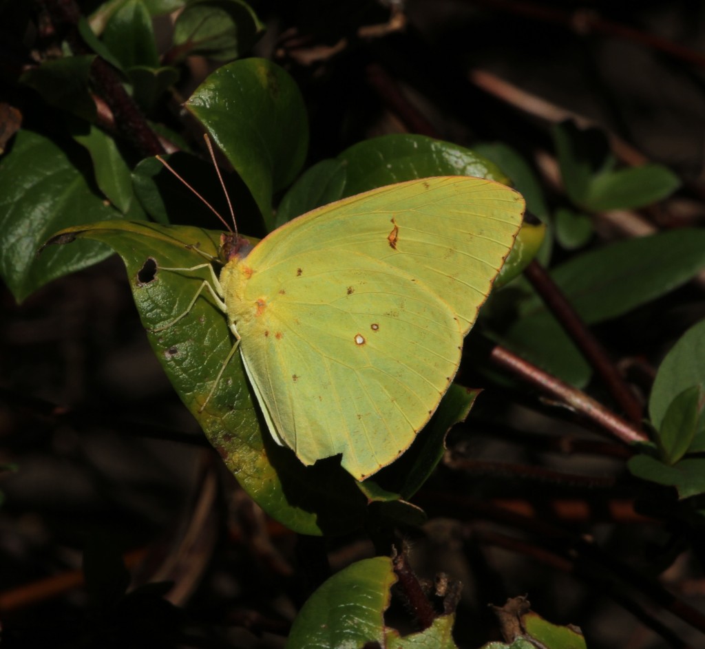 Cloudless sulphur at Glades Refuge CUM, photo'd by Brian Johnson on 11-16-15. We have found this species flying in December just twice over the years.