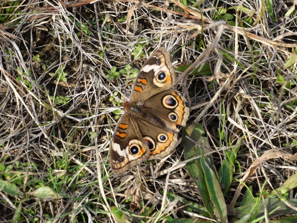 Our most recent photo of common buckeye is this one by Chris Herz at Riverwinds GLO on 11-27-15. It's been an excellent year for the species and we have x found it in December. Will Dec 2015 make us 