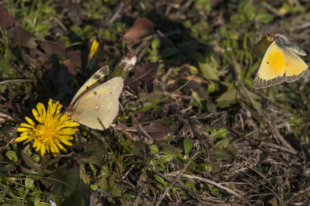 A wonderfully instructive photo of two orange sulphurs by Chip Krilowicz at Gloucester County Dream Park on December 7. The male in flight on left shows the orange on its fore-wings; the female on the dandelion shows the thick black border of her species. Don't you wish it was always this easy?