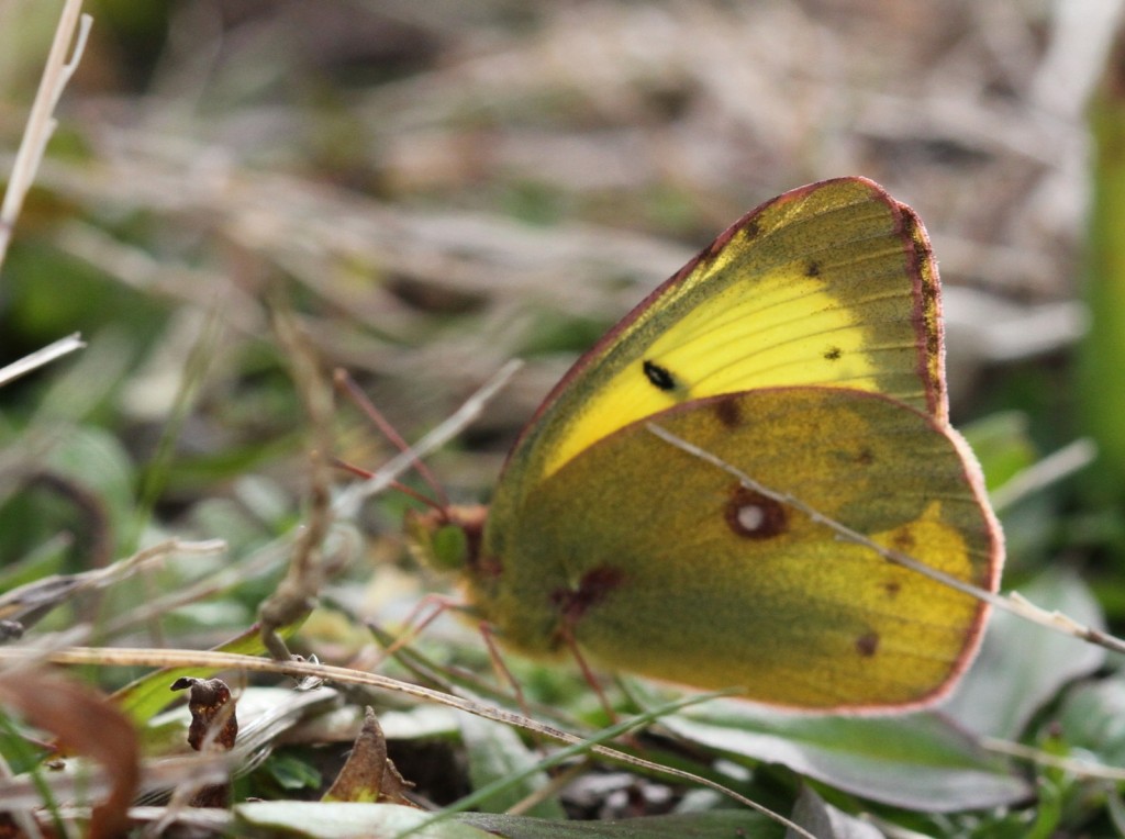 This clouded sulphur, photo'd by Dave Amadio on December 12, shows the textbook narrow black border on the fore-wings. The dots stand clearly outside the border. 