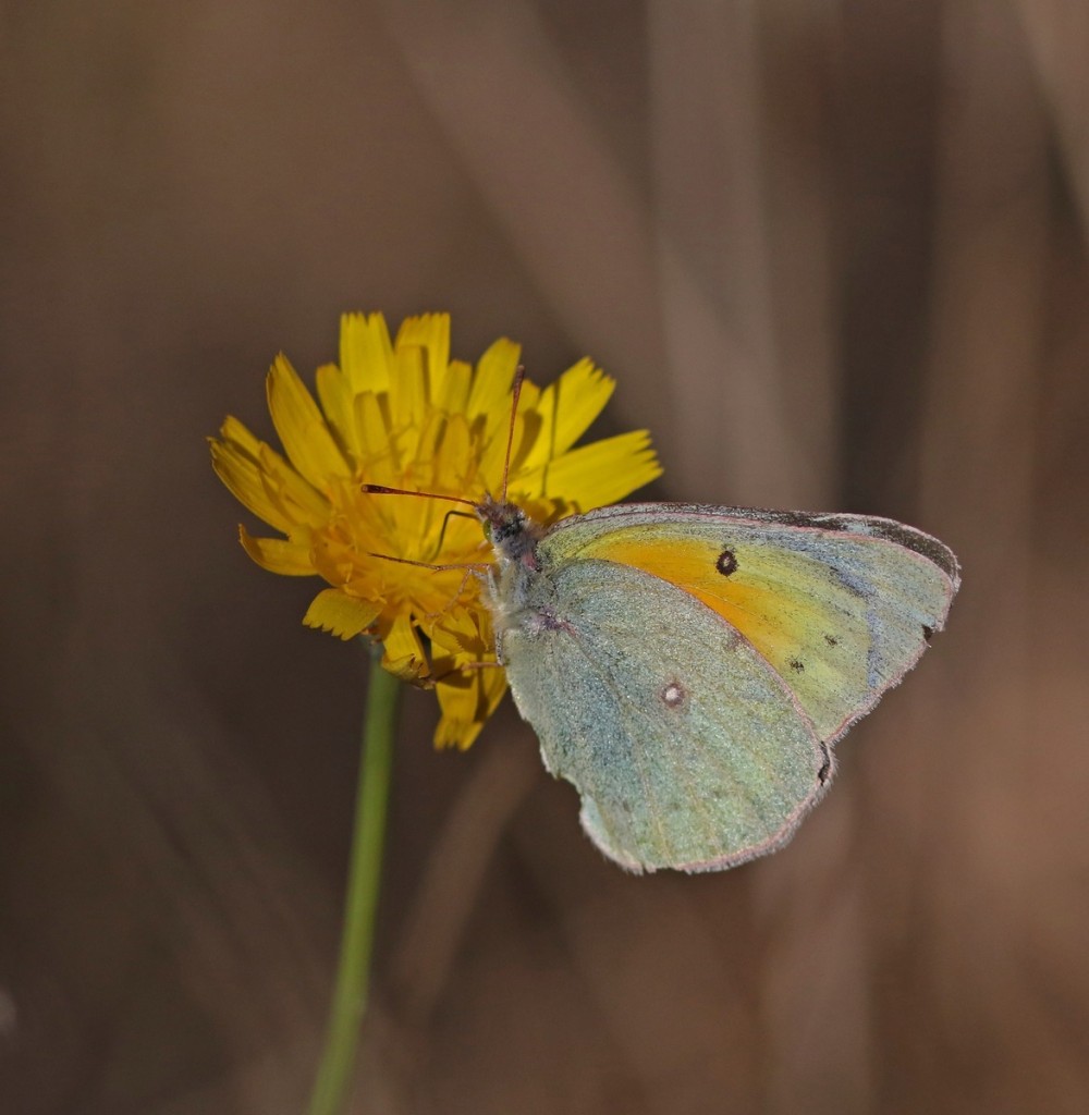 Orange sulphur on dandelion at Woodcock Lane, CMY, photo'd by Harvey Tomlinson on 11-16-15. This species has been our most reliable December flyer.