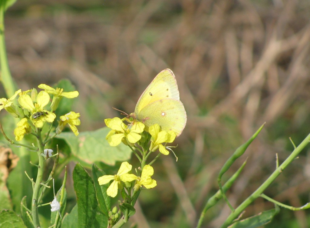 Steve Glynn photographed this sulphur in Greenwich, Cumberland County on December 13, and notes that he has gone back-and-forth on its identify: orange sulphur or clouded? Could it be both?
