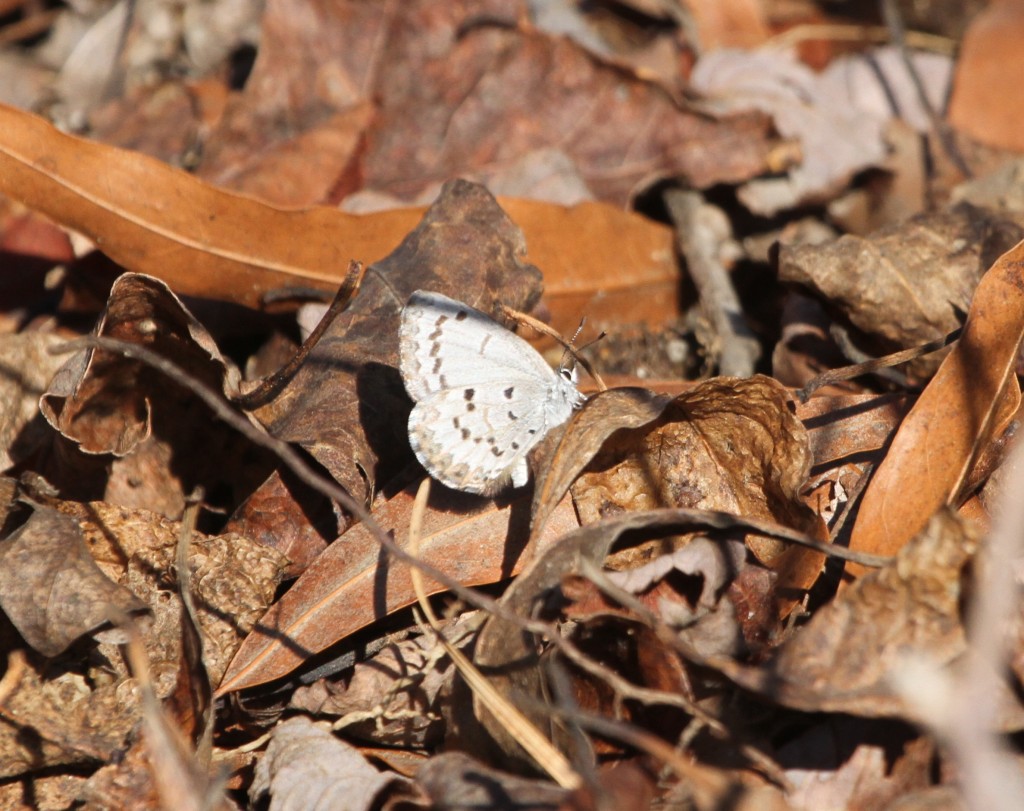 This blueberry azure, Celastrina lucia, photographed by Brian Johnson at Belle Plain State Forest (CMY) was one of ?? found this month. As far as we know, the species has never been recorded in January in NJ ever before. 