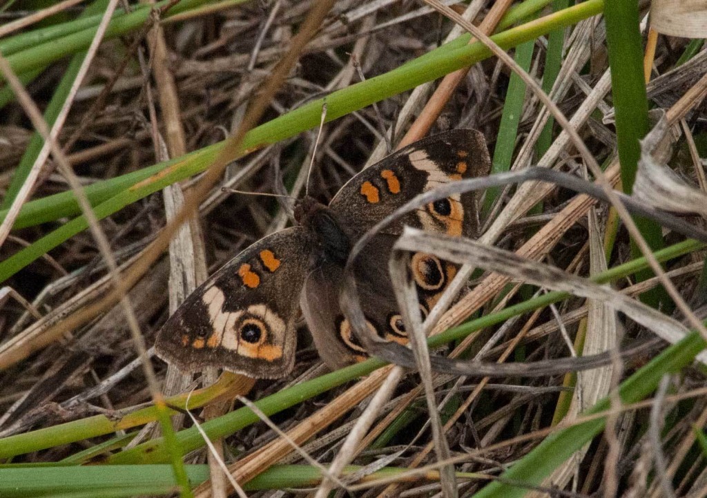 This common buckeye found by Jean Gutsmuth  and Chip Krilowicz and photo'd by Chip at Wheelabrator (GLO) on 12-31-15 established a new late record for our log.  
