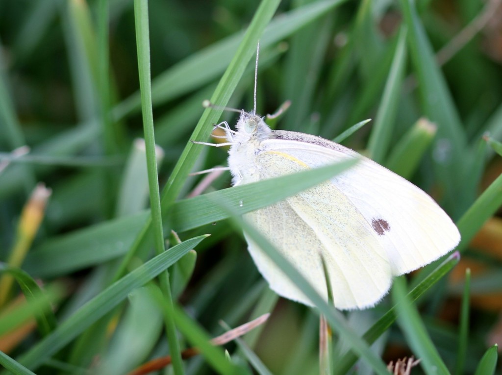 This cabbage white found and photographed by Dave Amadio at Riverwinds Community Center (GLO) on the very last date of 2015 eclipsed our old late date of December 9 (2011) by  more than three weeks. 