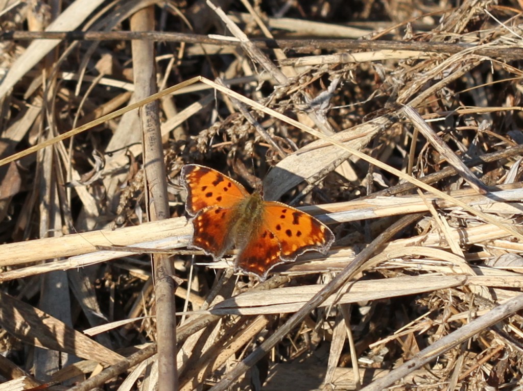This eastern comma found and photo'd by Dave Amadio was our first record of the species for December. 
