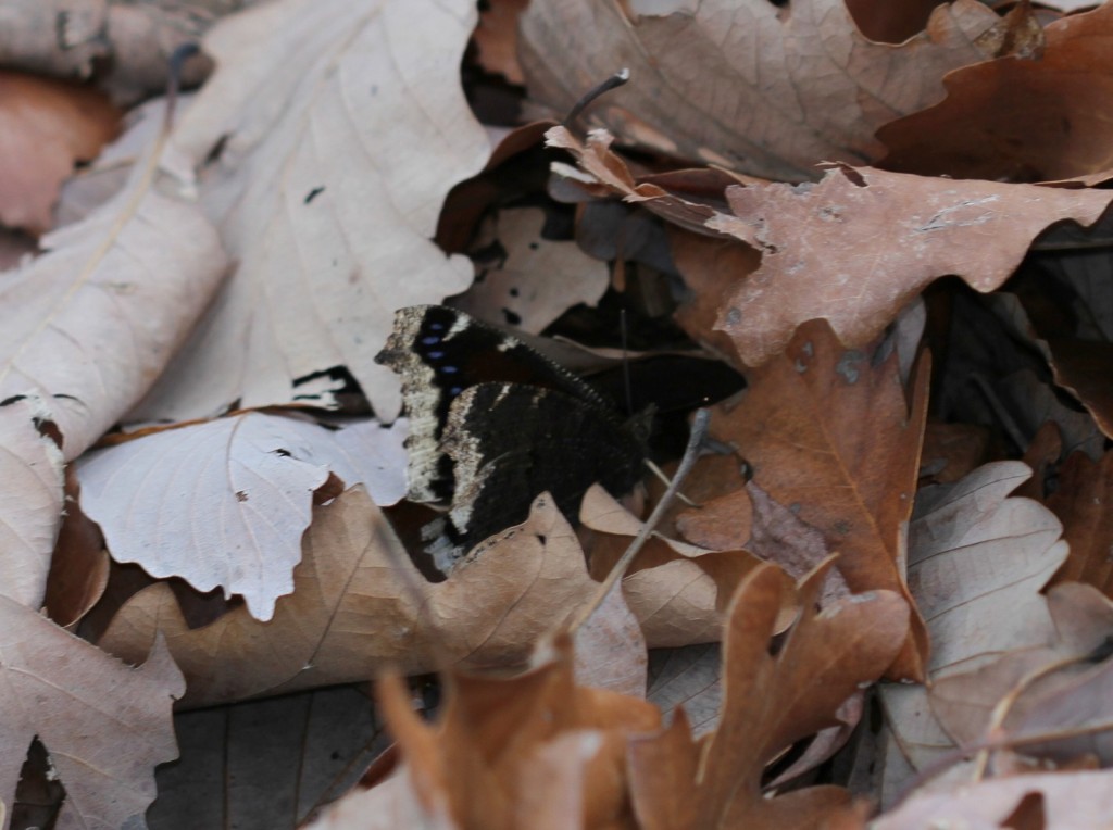 This mourning cloak at Wheelabrator Refuge on Christmas Day tied our latest-ever record and was one of seven species Dave Amadio documented for Gloucester County this December.  