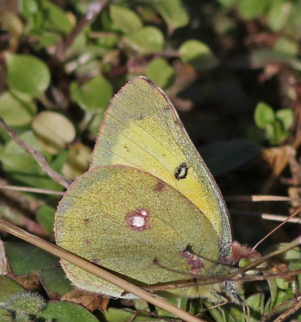 This clouded sulphur photo'd by Harvey Tomlinson on Langley Rd, CUM, on 1-3-16, and another found by Steve Glynn that same day in CUM gave us our first January records for the species. 