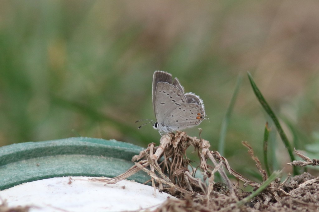 This eastern tailed-blue Jesse Amesbury found and photographed in his Cape May Courthouse garden on 12-14-15 was a "first-ever for December" record. 