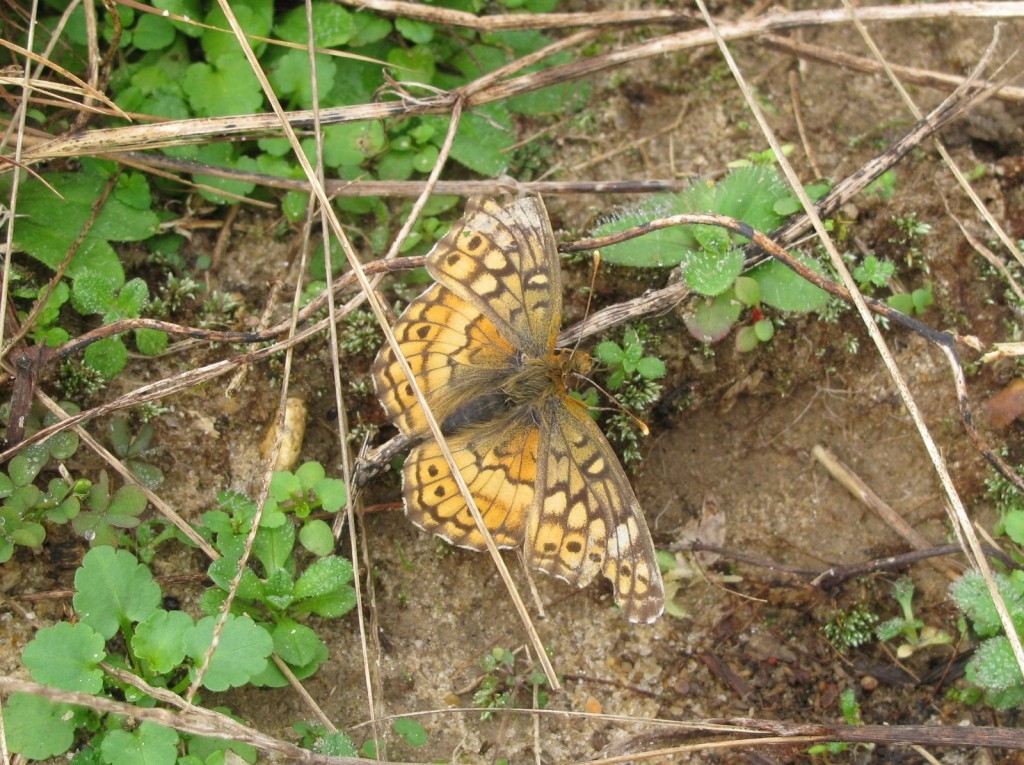 This variegated fritillary found and photo'd by Steve Glynn near Greenwich (CUM), one of several he documented during December, gave us a new latest-ever date of 12-27-15.