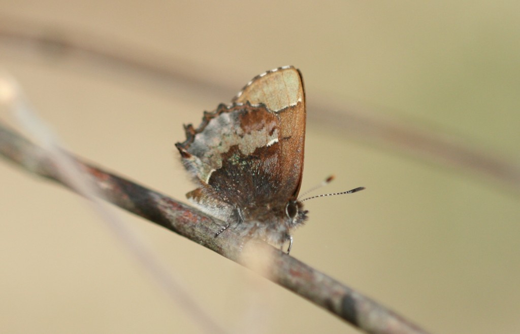 Henry's elfins are having an excellent year -- with multiple reports of multiple individuals. Some (how many?) show the green highlights that suggest they are the subspecies Harry Pavulaan has name C. henrici viridissima. They are evident here in this individual on Mannheim Avenue, Galloway (ATL) on March 31. (The photo is unretouched.)