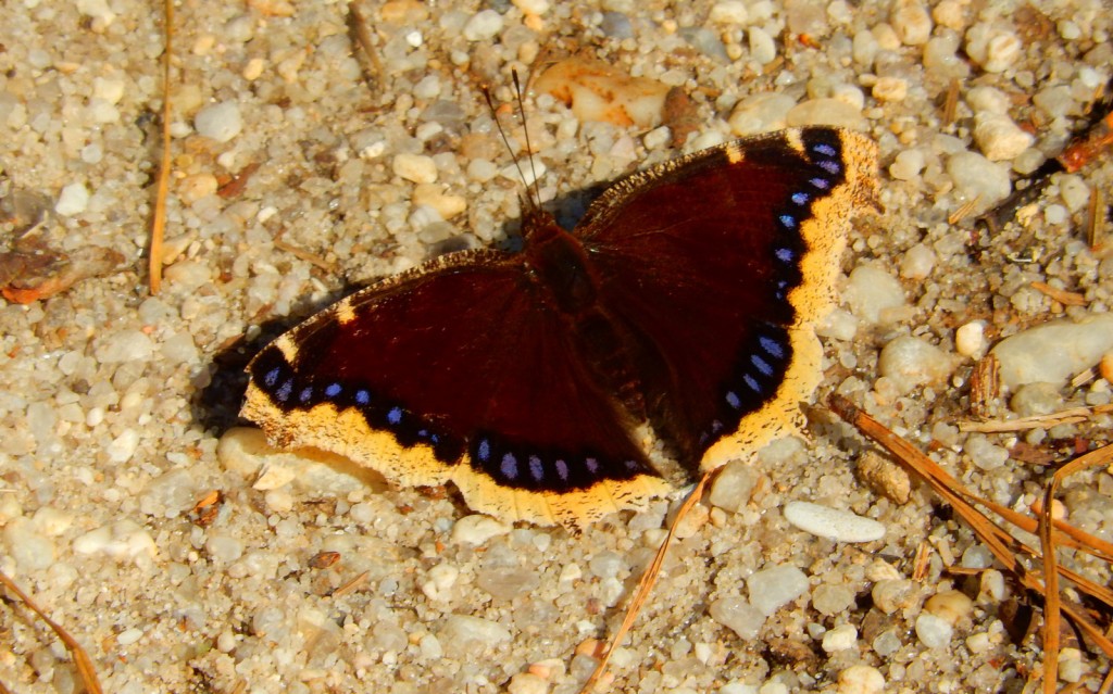 This mourning cloak, photo'd by Jack Miller at McNamara WMA on March 8, is one of more than 60 individuals we have recorded so far this month.