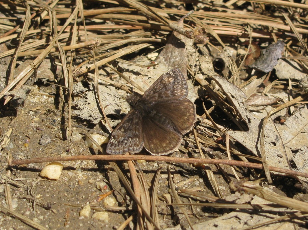Steve Glynn kicked off our skipper season in 2016 by finding and photoing our first Juvenal's duskywing (and first skipper of any kind) at Bevan WMA (CUM) on March 30.