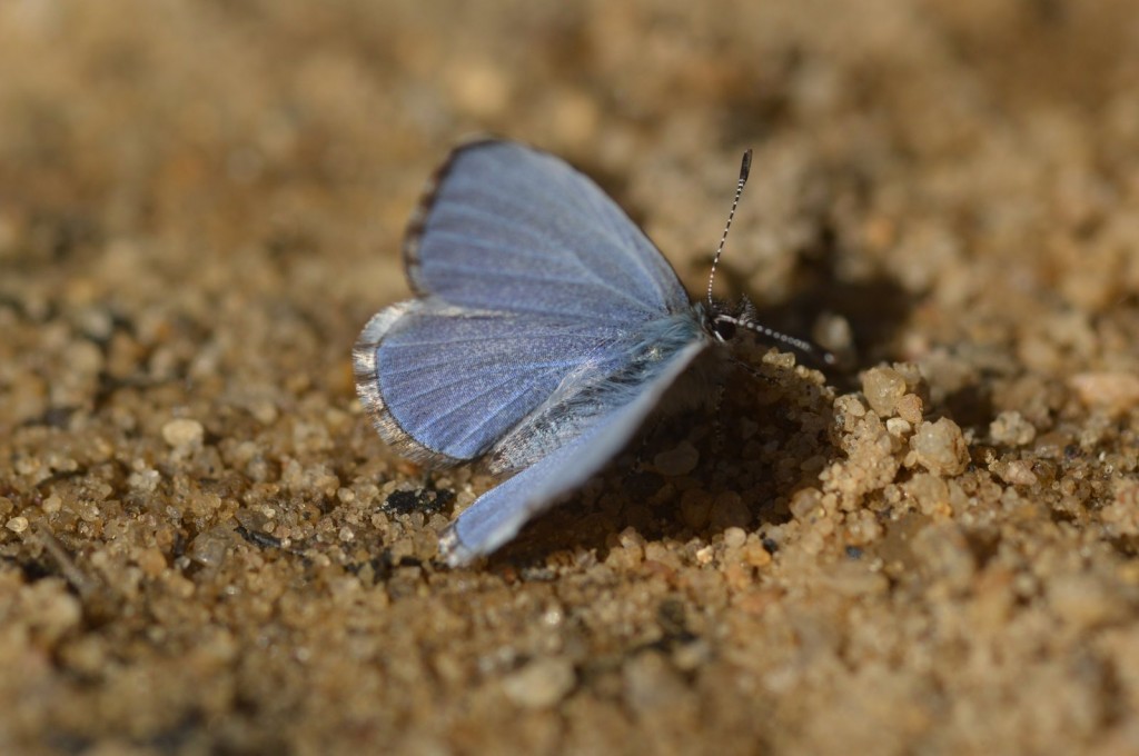 Will Kerling captured the hard-to-photo dorsal side of this male blueberry azure on Beaver Dam Road (CMY) on March 9. 