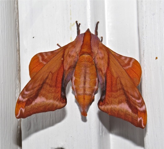 This huckleberry sphinx moth, Paonias astylus, photographed by Wade on 5-20-14, is his only record for the species. 