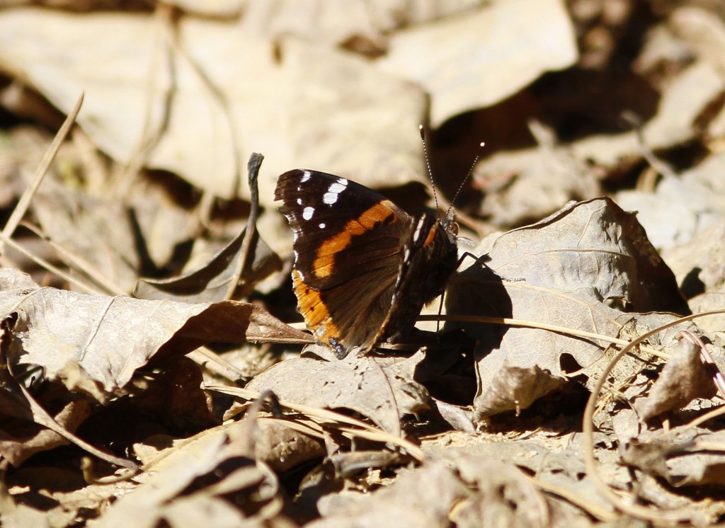 Pat and Clay Sutton documented this red admiral at McNamara WMA on March 1.