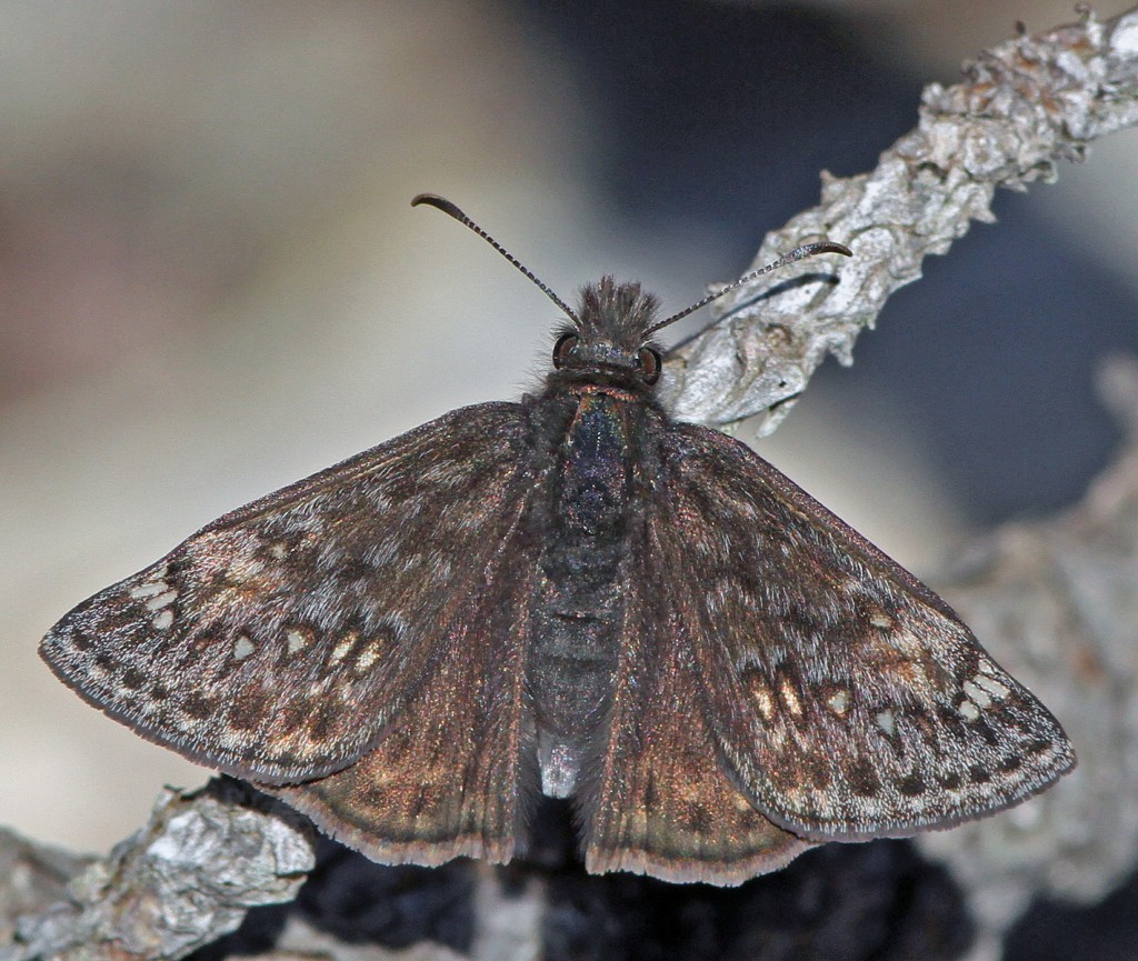 Duskywing #3: Juvenal's or Horace's? Male or female? Photo taken 4-8-16.
