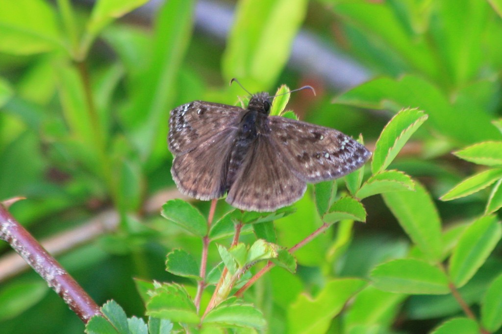 Duskywing #4: Juvenal's or Horace's? Male or female? Photo taken 4-9-12.