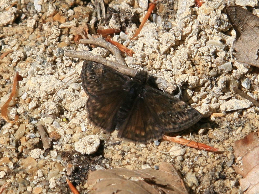 Duskywing #5: Juvenal's or Horace's? Male or female? Photo taken 4-10-10.