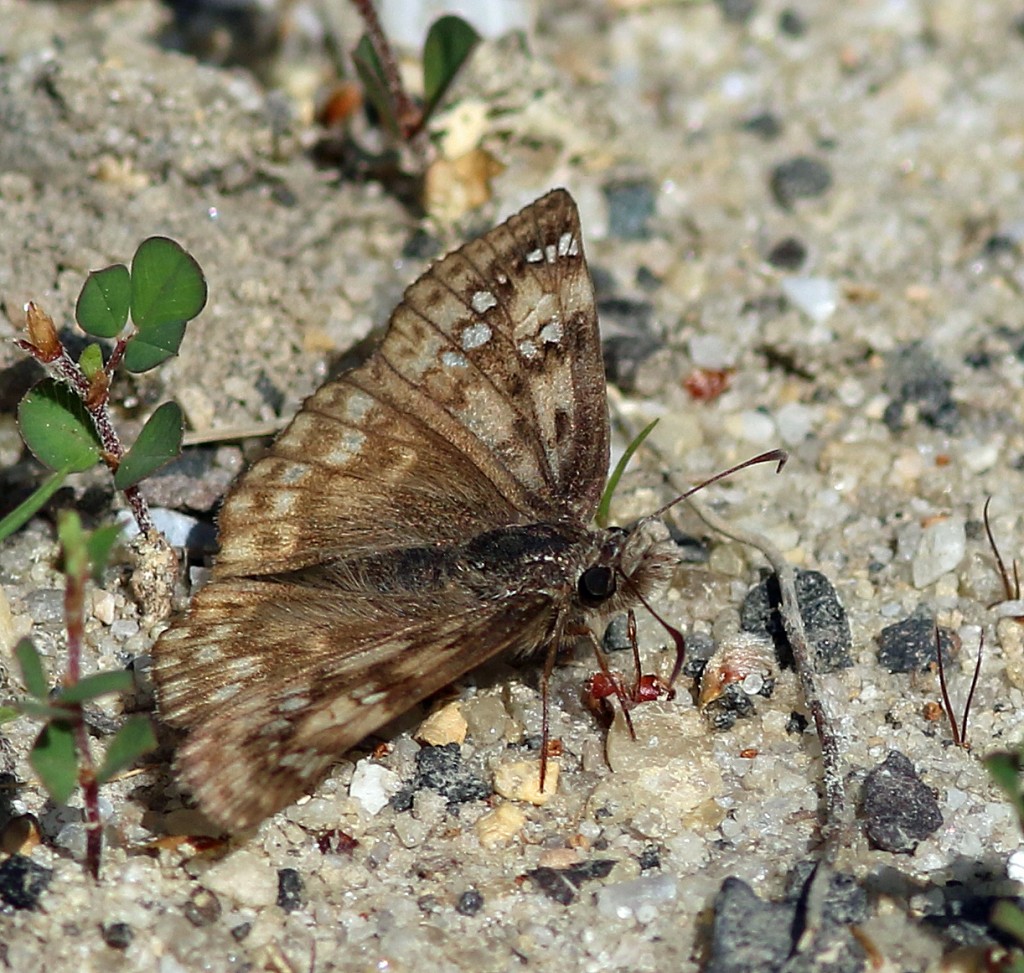 Last one! Duskywing #9: Juvenal's or Horace's? Male or female? Photo taken 5-31-15.