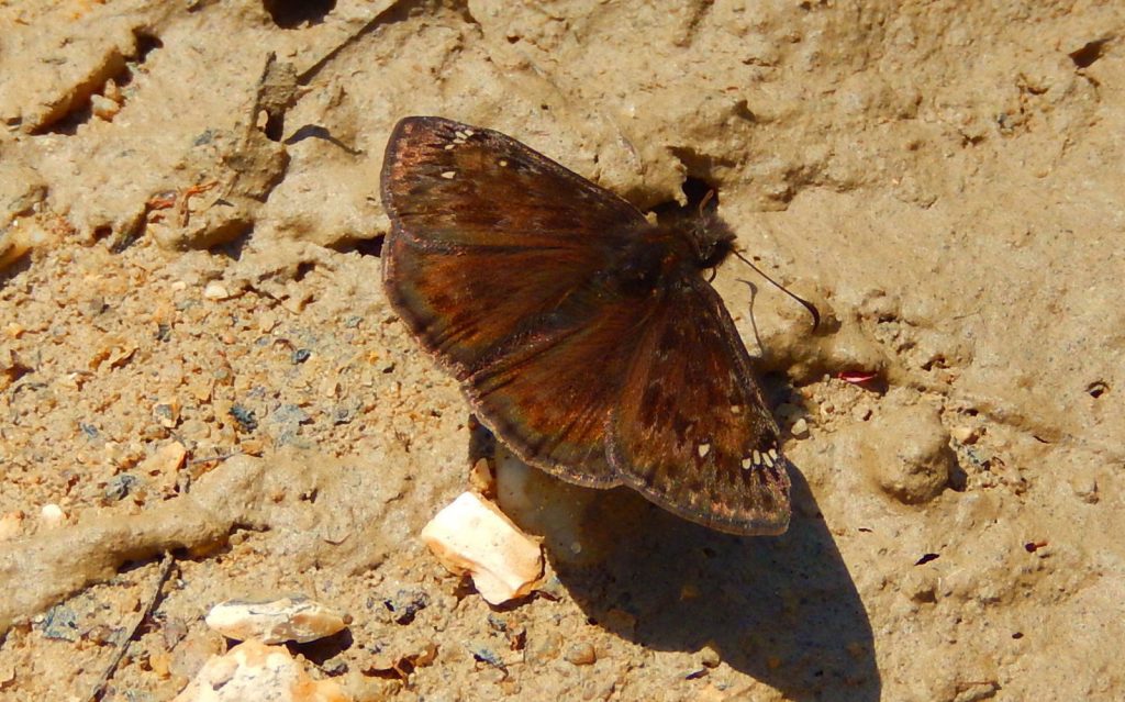 Possible male Horace's: lack of overall patterning, brownish undertones on dorsal, lack of gray overstreaking...and Jack Miller and Clay Sutton believe this is the duskywing they spotted among half a dozen Juvenal's that lacked the two ventral spots.