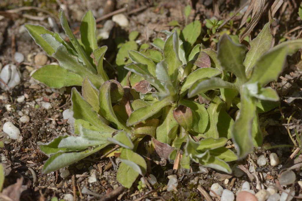 Pussytoes (Antennaria, sp) at Lizard Tail Swamp Preserve, 4-6-16, by Will Kerling.