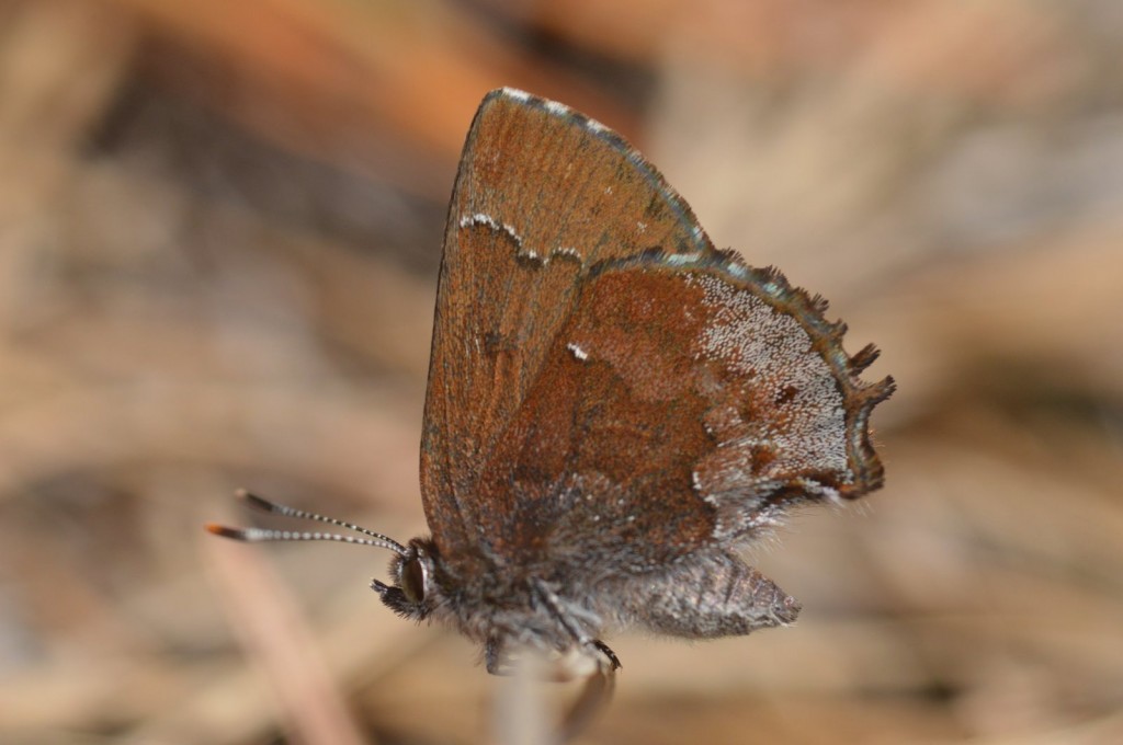 Will Kerling documented our FOY of frosted elfin with this superb close-up at Lizard Tail Swamp Preserve on 3-31-16.