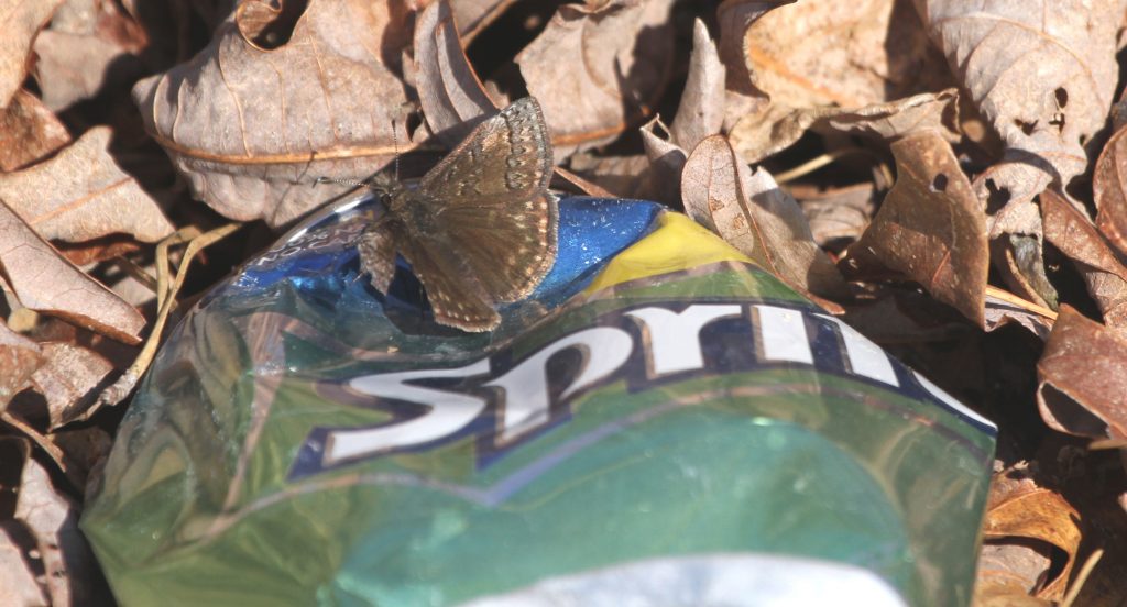 Brian and Karen Johnson found our FOY sleepy duskywing (already showing a damaged wing) 