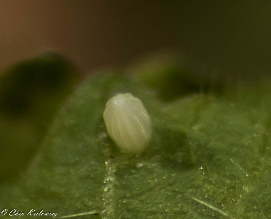 Several observers documented ovipositing with photos. Keep at this everyone! Here's Chip Krilowicz's photo of a cabbage white egg at Pennypacker Park, CAM, on 4-24-16.