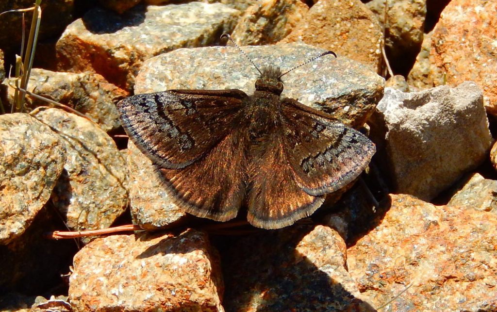 This sleepy duskywing was one of forty found on an unnamed road near Estelle Manor Rd, CUM, by Jack Miller and Clay Sutton on 4-25-16. Photo by Jack Miller.